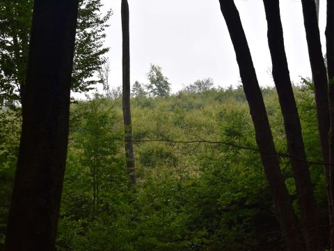 Mladé lesné porasty po pásovej obnove bučín sú husté a vitálne 