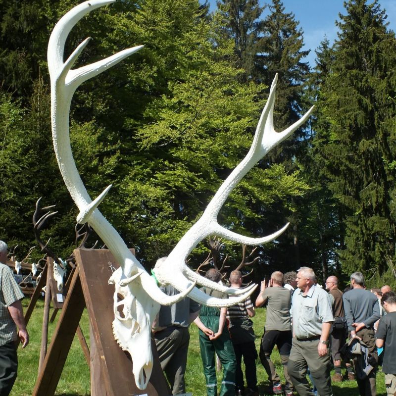 Ilustračné foto: FB stránka LESY SR 