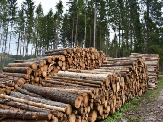 Lesy ČR dosiahli rekordný zisk: Hlavným dôvodom zvýšenie cien dreva - ťažba dreva klesla medziročne o pätinu
