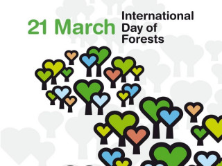 Medzinárodný deň lesov 2026: Téma Lesy a ekonomiky zdôrazňuje, že hospodárstvo nie je od prírody oddelené – naopak, je od nej priamo závislé