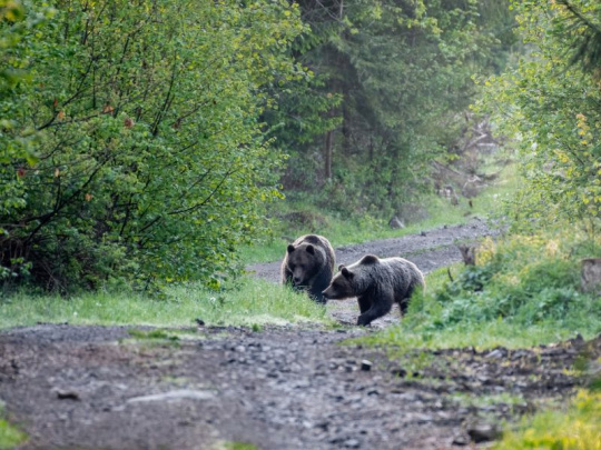 Pozor na prebiehajúcu medvediu ruju: Ochranári upozorňujú aj na fenomén medvedej turistiky na Podpoľaní