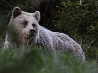 Známy televízny moderátor a skúsený poľovník o medveďoch: Alarmujúci stav, rútime sa do veľkého problému