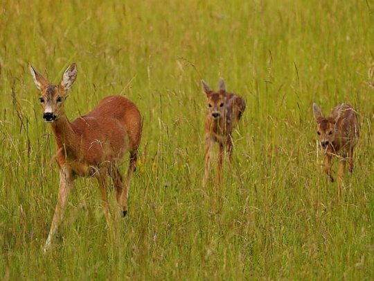 Postreh: Zaujímavá a užitočná kniha z Národného lesníckeho centra Vek ako kľúč k správnemu manažmentu zveri