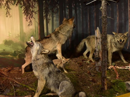 Dvanásti ministri životného prostredia sú za zachovanie právnej ochrany vlka dravého: Prirodzená bariéra pred pandémiou AMO a premnožením raticovej zveri