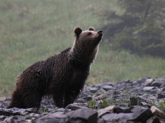Medveď sa promenádoval neďaleko centra Tisovca: V iných častiach mesta chodil aj do záhrad