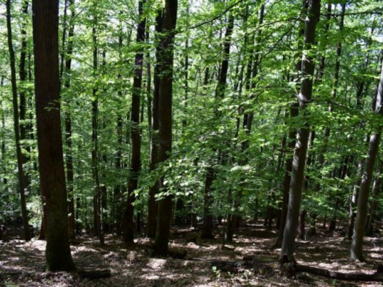 Slovenská lesnícka komora: Ekoaktivisti vykopávajú lesníkmi otvorené dvere