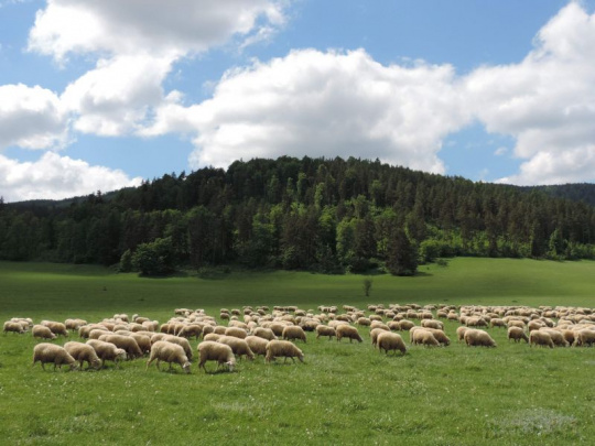 Ochranári a farmári vrátili hospodárske zvieratá na viac ako 115 lokalít po celom Slovensku: Pastva pomáha krajine