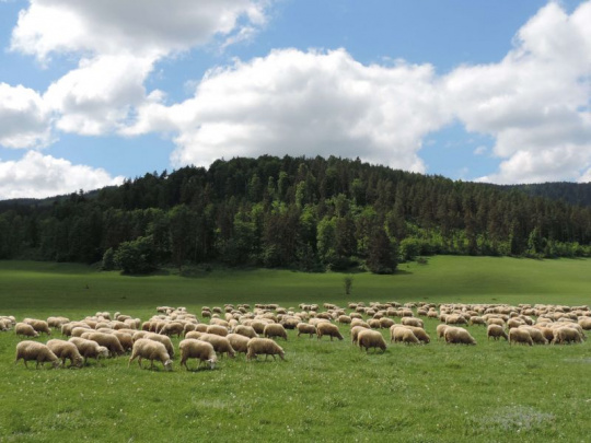 Nemeckí farmári demonštrujú a vyzývajú: Naše ovce nie sú potravou pre vlkov. Zmeňte konečne politiku ochrany vlkov!
