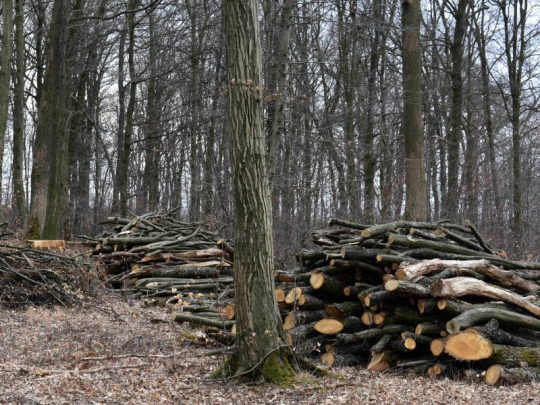 Drevo sa dá získať aj zadarmo, ak viete, čo si z lesa môžete odniesť: Všetko, čo je uložené v kôpkach alebo má väčší priemer ako sedem centimetrov, patrí lesnému hospodárstvu