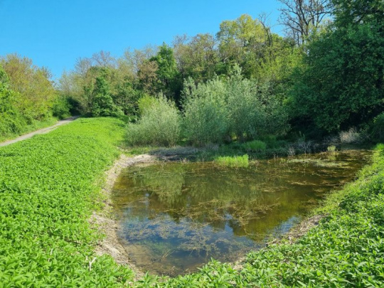 Hlavné mesto podporuje ochranu prírody v Malých Karpatoch, na Devínskej Kobyle a v lužných lesoch: Pripravuje Bratislavský dunajský park