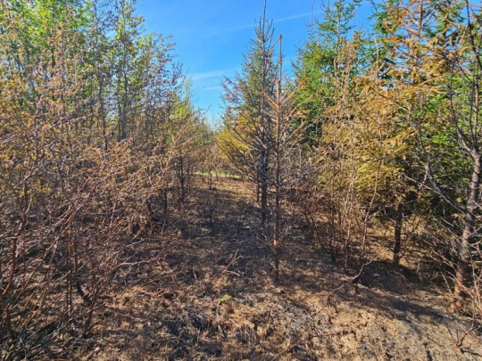 Lesy ČR zakázali od apríla do októbra pálenie zvyškov po ťažbe: Najčastejšou príčinou lesných požiarov je nedbalosť návštevníkov