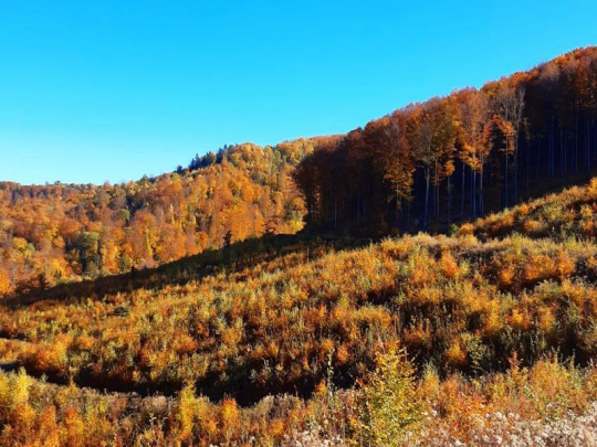 Štátny lesník opísal výsledky lesníckej práce malého urbáru: Na obnovených kalamitných plochách niekoľkometrové mladiny s pestrým drevinovým zložením