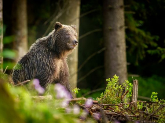 Lesník odfotil zápasiacich medveďov: Vyhral prestížnu súťaž Czech Nature Photo