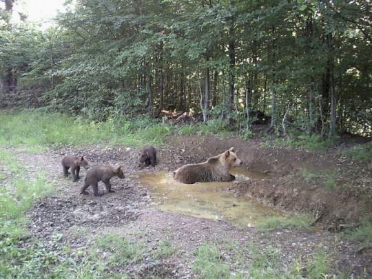 Člen Prezídia Slovenskej poľovníckej komory pre Topky.sk: Medvede stratili plachosť, potulujú sa bez toho, aby ich medvedice niečo naučili