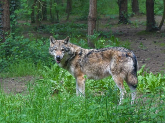 Agrorezort preverí lov vlkov: Ak došlo k porušeniu zákona o poľovníctve, postúpi vec príslušným orgánom