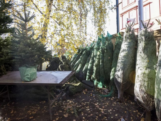 Mestské lesy Děčín pestujú vianočné stromčeky pod vedením vysokého napätia: Lesníci vysádzajú smreky pichľavé a jedle kaukazské