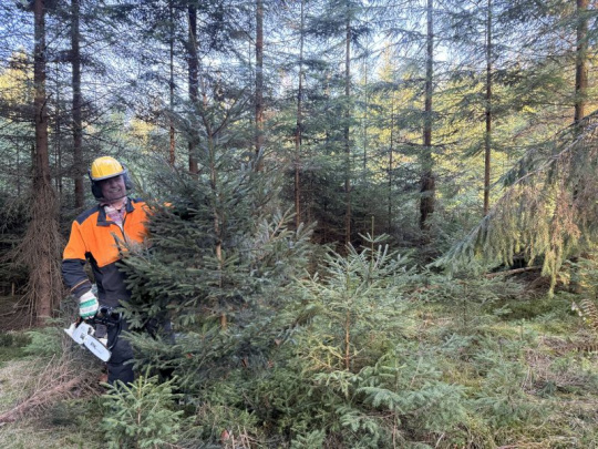 LESY SR: Stromčeky z prerezávok, prirodzený výsledok odbornej starostlivosti o les a priamy vplyv na zdravie lesa
