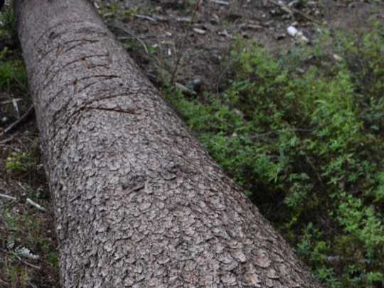 Podkôriková kalamita je v Pardubickom kraji na ústupe: Lesníci sú ale opatrní, Lesy ČR pred prvým rojením lykožrútov pripravili vyše 7 000 lapákov a 650 lapačov