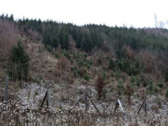 Minister Vlčan v Bruseli: V zalesňovaní môže byť Slovensko príkladom
