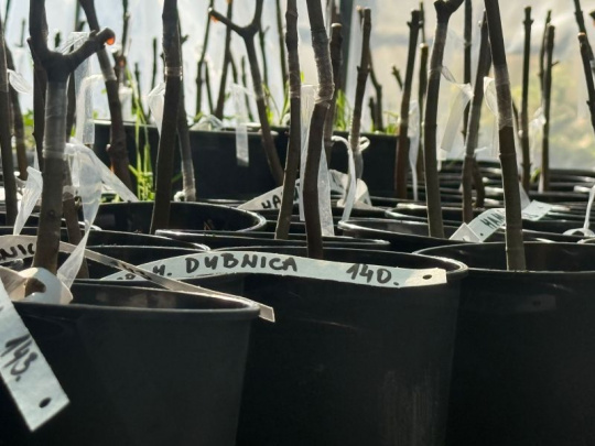 LESY SR zachovávajú geneticky hodnotné stromy: Vrúbľovanie výberových stromov a prenos identickej genetickej informácie