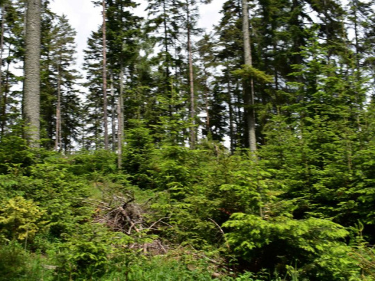 Komentár: Európania sú nedostatočne informovaní o lesoch, len 23 percent opýtaných v prieskume vedelo, že výrobky z dreva dlhodobo ukladajú oxid uhličitý