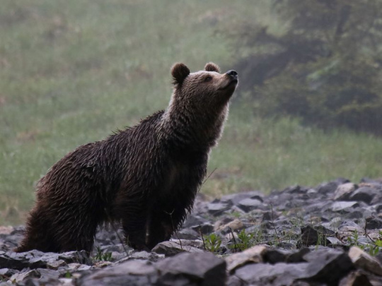 Riešenie eliminácie medveďov: Vláda schválila novely zákonov o ochrane prírody a krajiny a civilnej ochrane obyvateľstva