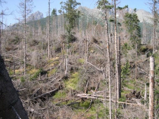 Envirorezort v reakcii na iniciatívu My sme les: Ťažba kalamitného dreva v Kôprovej doline je legálna, rozhodlo o nej ešte Budajove vedenie ministerstva