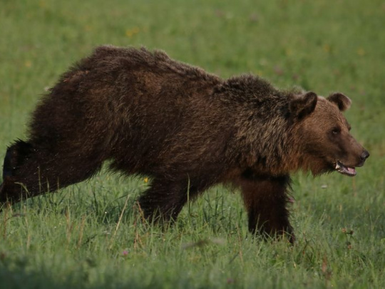 Bežkyňa o stretnutí s medveďom: Podľa ochranárov bola šelma vo svojom prirodzenom prostredí. Lokalitu denne navštevuje množstvo ľudí, aj rodiny s deťmi
