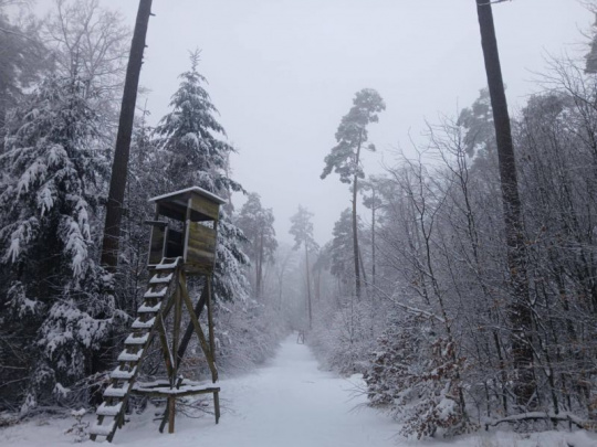 Riport: Podľa správania ľudí vidieť, aký majú rešpekt pred tými, ktorí sa starajú o lesy v Hesensku