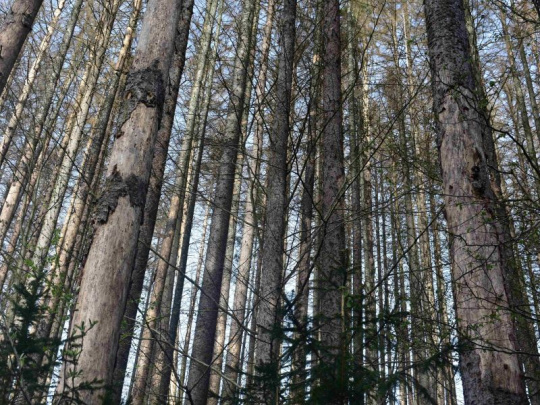 Masové odumieranie lesov v Severnom Porýní-Vestfálsku: Niektorí odborníci uprednostňujú prirodzenú obnovu, iní riadenú výsadbu miestnych druhov a ďalší chcú experimentovať s nepôvodnými drevinami