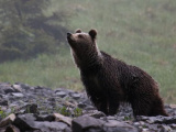 Samospráva Svitu zareagovala na výskyt medveďa: Upozornila obyvateľov, aby nevytvárali skládky bioodpadu
