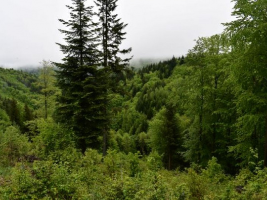 Vedci a lesnícki odborníci z ôsmich krajín Európy: Lesy prežijú, len ak budú pestré