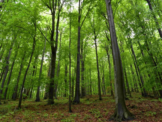 Mýtus: Hlavnou náplňou lesníckej práce je ťažba dreva. Fakt: Drevo je iba jedným z úžitkov lesa