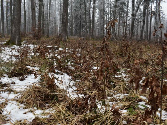Jarné mrazy v Česku spôsobili na mladých lesných kultúrach miliardové škody: Zasiahnutá väčšina listnáčov a jedľa