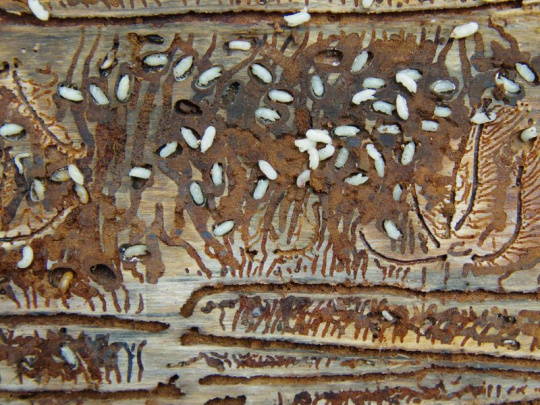 Švédski vedci o spôsobe záchrany stromov pred lykožrútom smrekovým: Odhalenie v skorom štádiu hyperspektrálnou kamerou