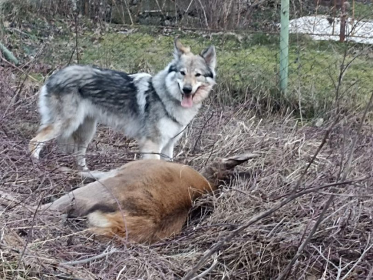 Slovenská poľovnícka komora: Prešľapy majiteľov psov. Zver trpela, až kým neuhynula v bolestiach