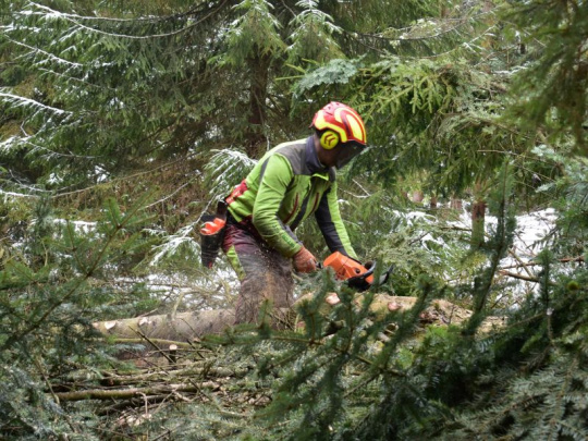 Štúdia nórskych a nemeckých vedcov: Ako vplýva ťažba dreva na povrchovú teplotu