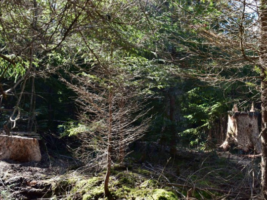 Vzácne jedle prežili svetové vojny aj kalamity, bobrom neodolali: Lesníci a ochranári sa dohodli, že zrušením bobrích hrádzí zachránia najvzácnejšie stromy