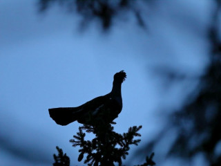Skrátené medzirezortné pripomienkové konanie novej zonácie NAPANT-u: Výmera biotopov hlucháňa v bezzásahovom režime sa zvýši z 3 208 na 6 985 hektárov