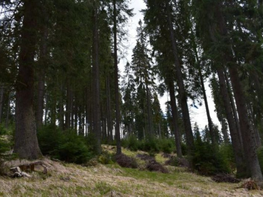 Slovenská lesnícka komora: Minister Ján Budaj nenávidí lesníkov do takej miery, že ich dokonca viní z vysychania riek a studní. Mal by zvážiť zotrvanie vo funkcii