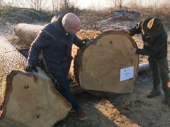 Český rekord na aukcii dreva: Kmeň 200-ročného duba letného, dlhý 9 metrov s priemerom 94 centimetrov, vydražili za vyše 297 000 českých korún (takmer 12 000 eur)