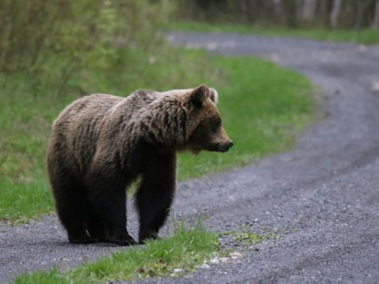 Medveď naháňa ľuďom strach pri Prešove: Žiadna sranda, komentujú jeho pohyb v blízkosti mesta
