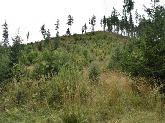 Správy lesníckeho výskumu: Kombinovaná obnova na rozsiahlych kalamitných holinách ako efektívny kompromis