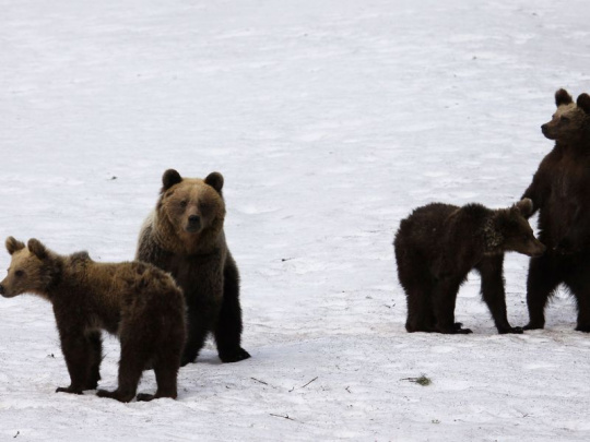 Medvedica zaútočila na turistickom chodníku na Kysuciach: Od 15. marca medvede zranili 11 ľudí