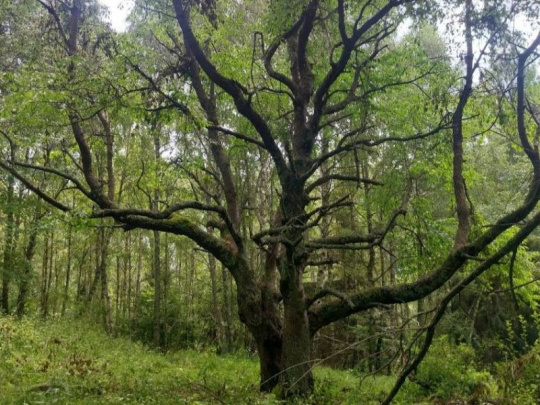 Glosa: Spolužitie človeka s medveďom – vlastné skúsenosti a názory ľudí, ktorí sa považujú za odborníkov