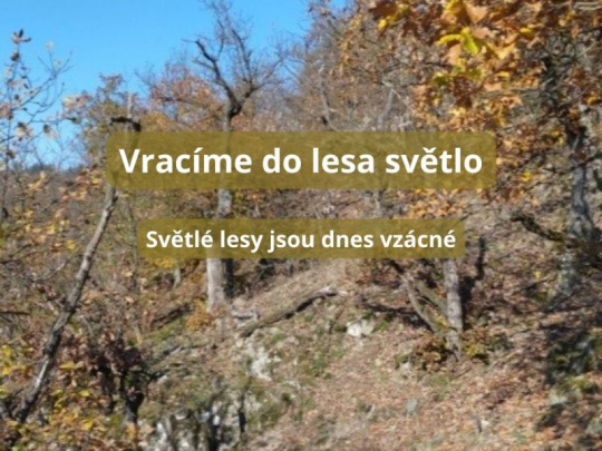 Školský lesný podnik Křtiny: Biodiverzita má zelenú, deväť percent výmery lesov tvoria bezzásahové rezervácie