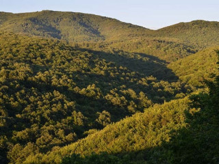 Otvorený list prezidenta Národnej lesníckej asociácie v Maďarsku k verejnej debate o lesoch: Les je naším spoločným dedičstvom, hovorme o faktoch, nie o sloganoch!