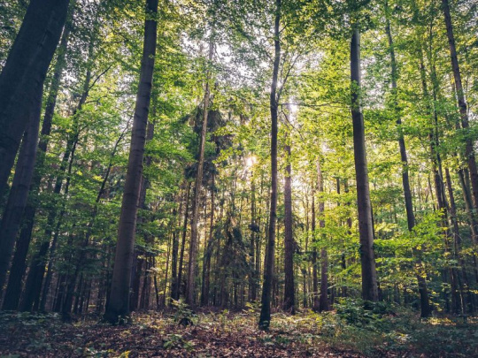 Českí lesníci využívajú osiku na obnovu lesov po kalamitách ako prípravnú drevinu: Vytvára vhodnú mikroklímu pre hlavné hospodárske dreviny