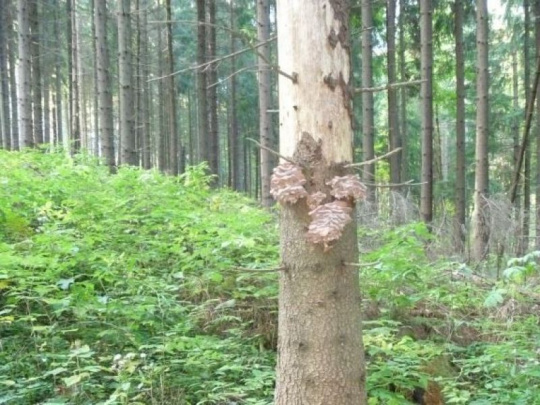 TÝŽDŇOVKA: Podpňovku poraziť nemôžeme, ale využime smrek, kým tu ešte je, hovorí skúsený odborný lesný hospodár na Orave