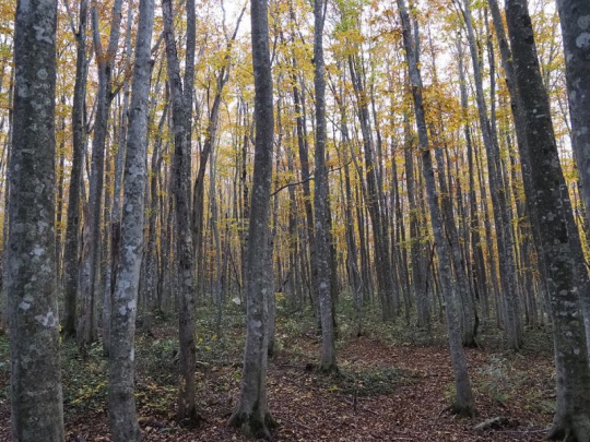 FOREST EUROPE: Japonsko sa inšpiruje aj prácou slovenských lesníckych odborníkov